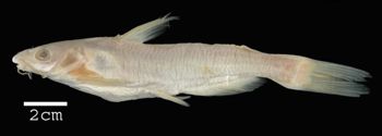 Media type: image; Ichthyology 35911